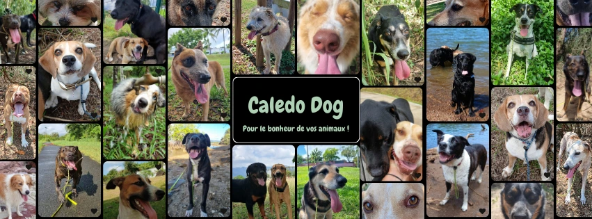 Caledo dog 