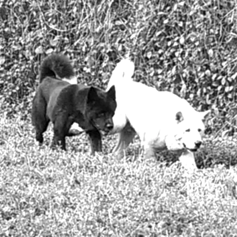 Pension canine en Nouvelle-Calédonie : Garderie chez Gladys