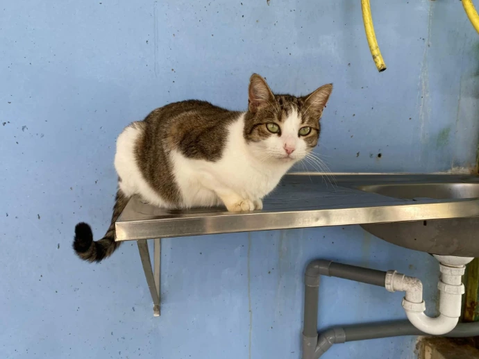 un chat de la SPANC