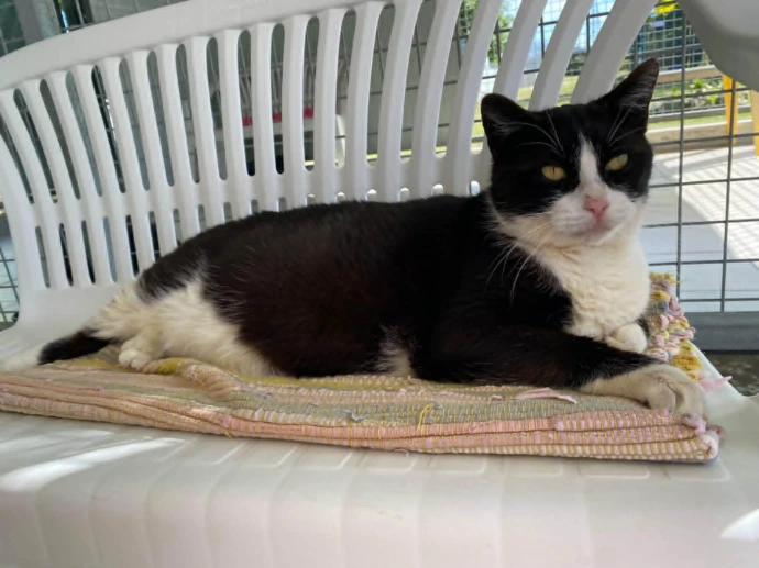 un chat de la SPANC