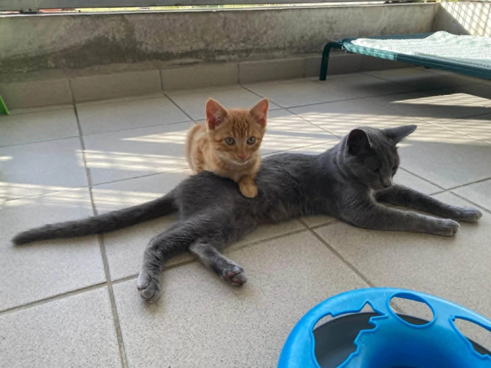 un chat de la SPANC