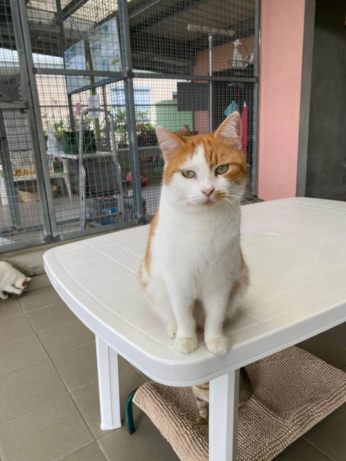 un chat de la SPANC