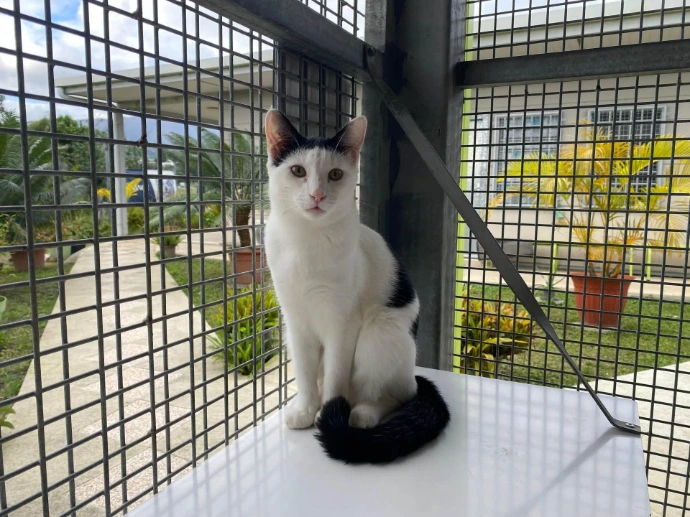 un chat de la SPANC