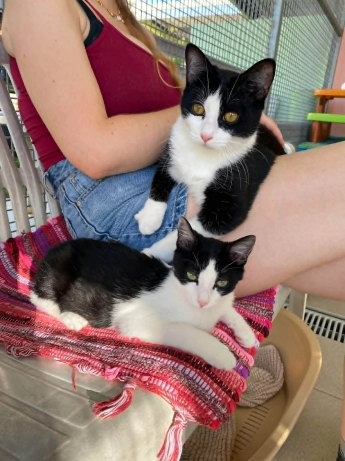 un chat de la SPANC