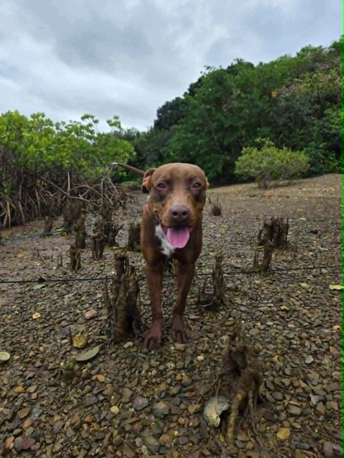 un chien de la SPANC