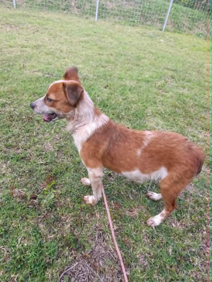un chien de la SPANC