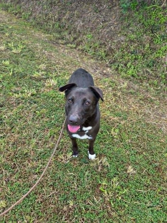 un chien de la SPANC