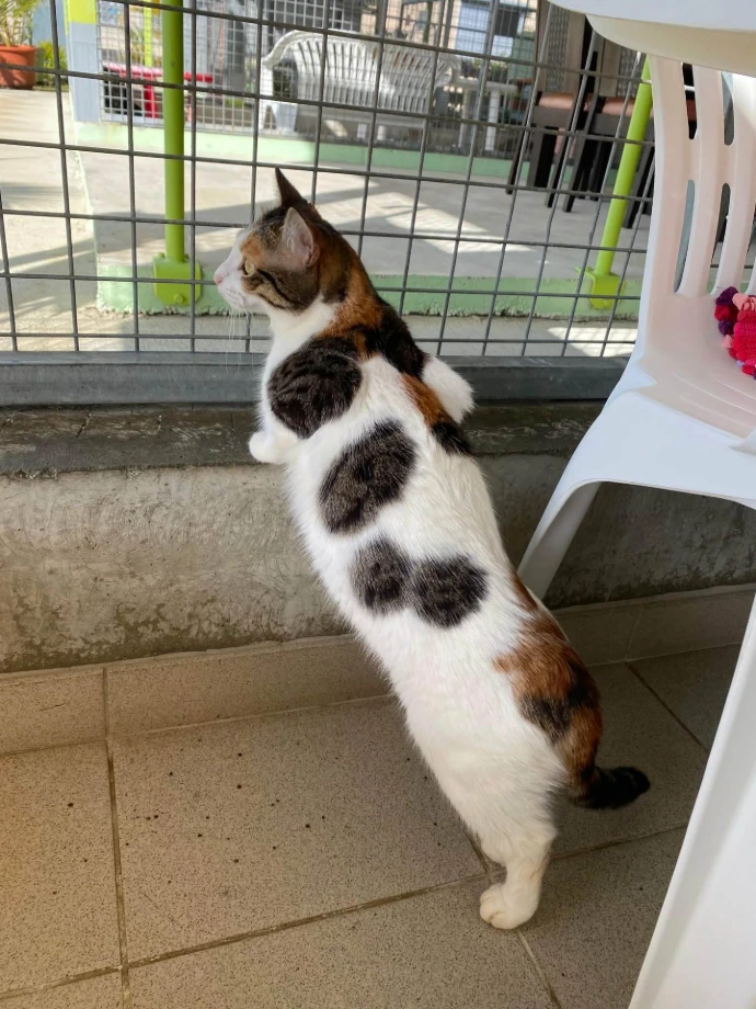 un chat de la SPANC