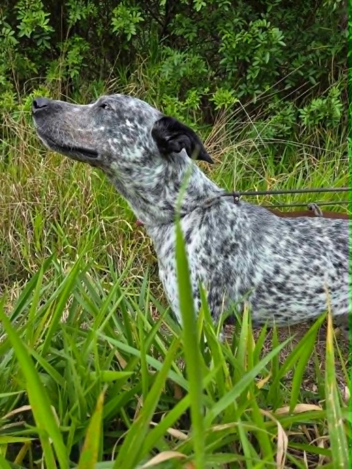 un chien de la SPANC