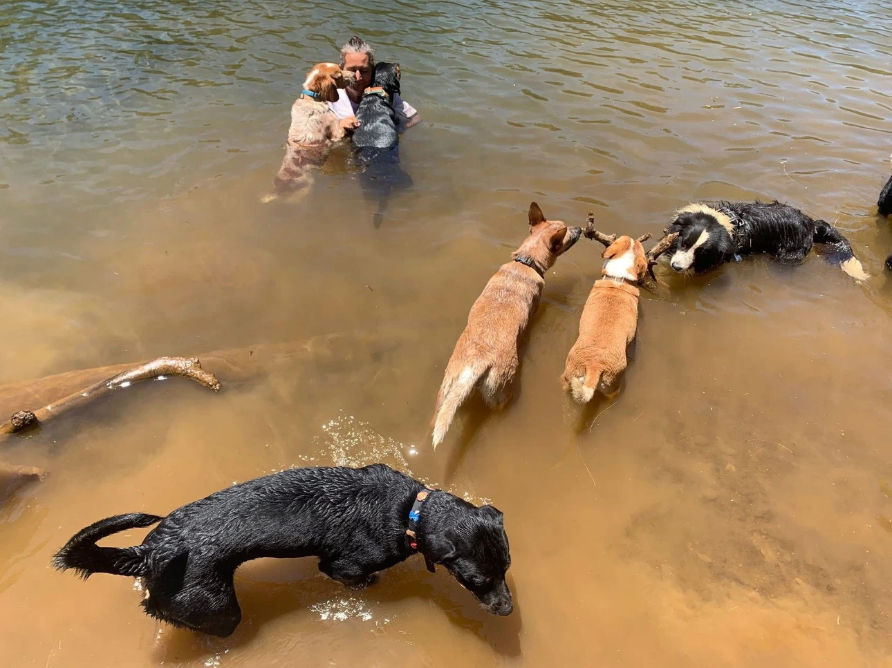 En balade avec les chiens