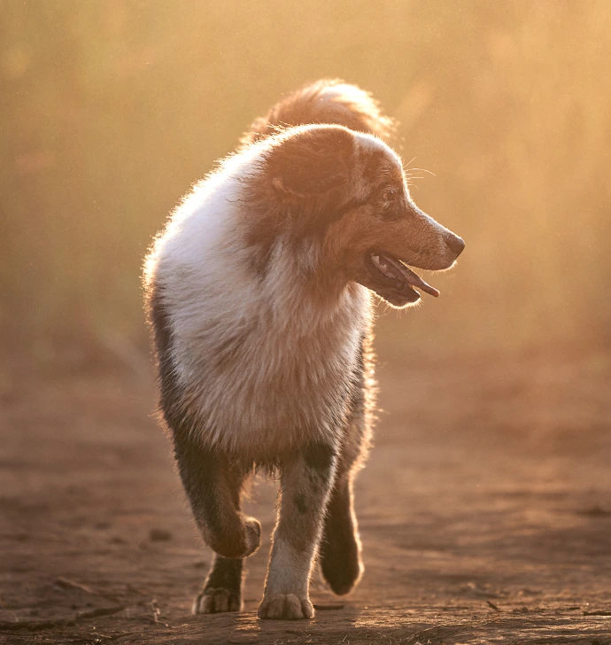 Photo extérieur de chien par Mathys Monier Photographe