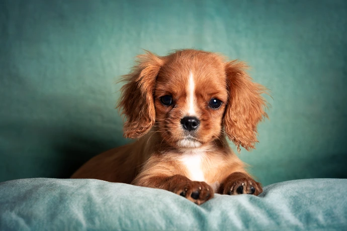 Photo studio de chien par Mathys Monier Photographe