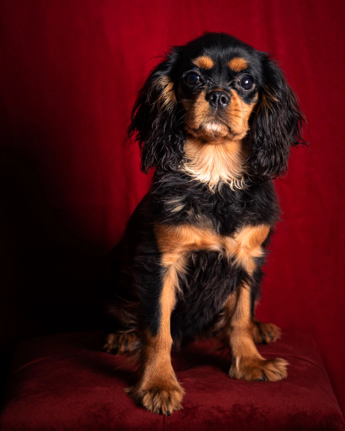 Photo studio de chien couleur rouge par Mathys Monier Photographe