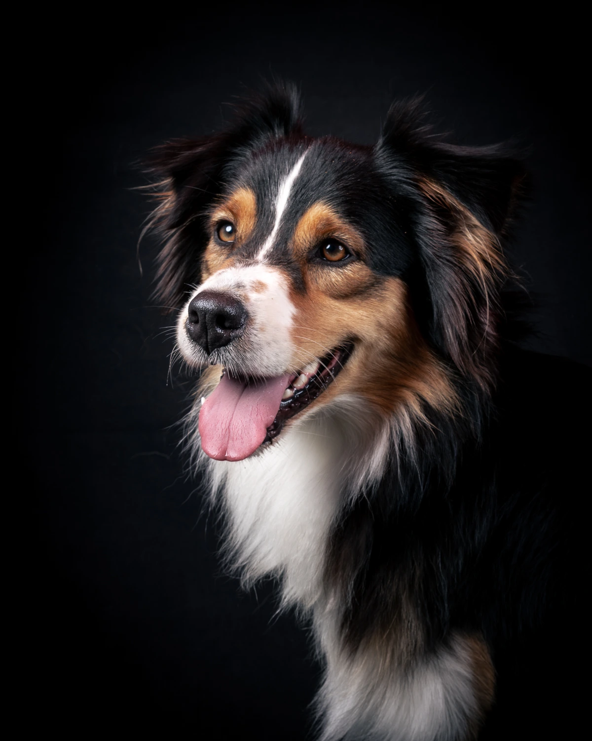 Photo studio berger australien par Mathys Monier Photographe