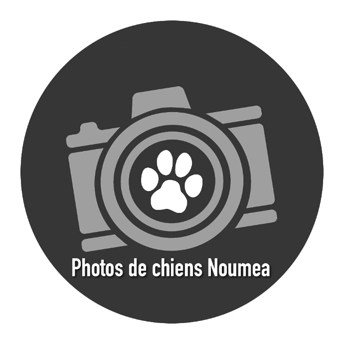 Photographe animalier en Nouvelle-Calédonie : Photo de chiens Nouméa