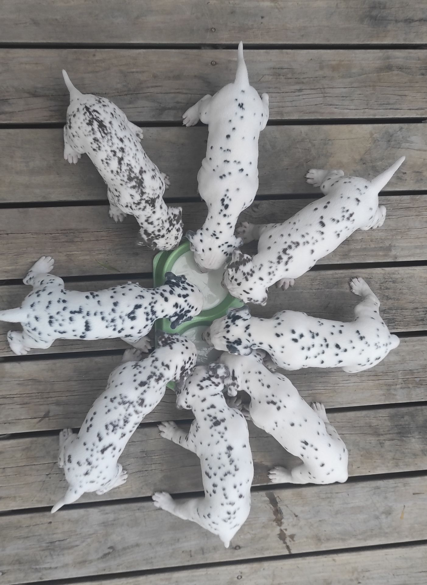 Chiots dalmatiens de l'Élevage du Gaïac Fleuri à Païta