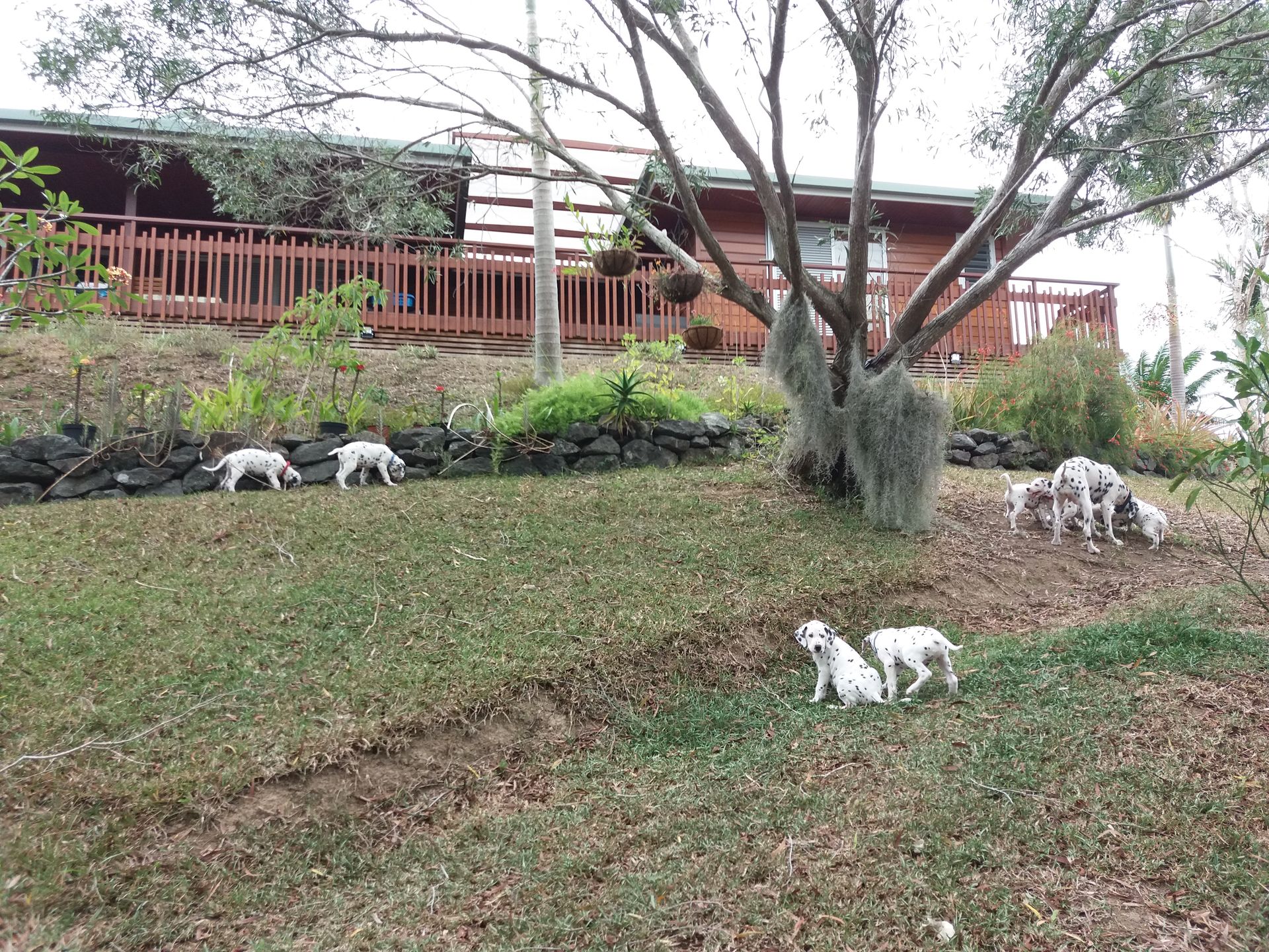 Chiots dalmatiens dans le jardin de l'Élevage du Gaïac Fleuri, Païta