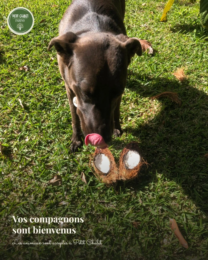 Un chien qui mange un coco au Petit Chalet de Farino, hébergement acceptant les chiens