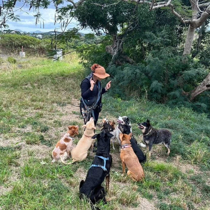 Balade en groupe avec Dog s Cool NC dans le Grand Nouméa