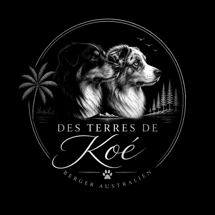 élevage de Berger Australien en Nouvelle-Calédonie : Des Terres de Koé
