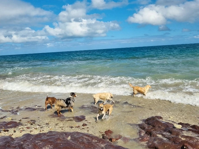 Plusieurs chiens qui se baignent à la plage du Kuendu Beach pour illustrer la carte des balades avec son chien en Nouvelle-Calédonie