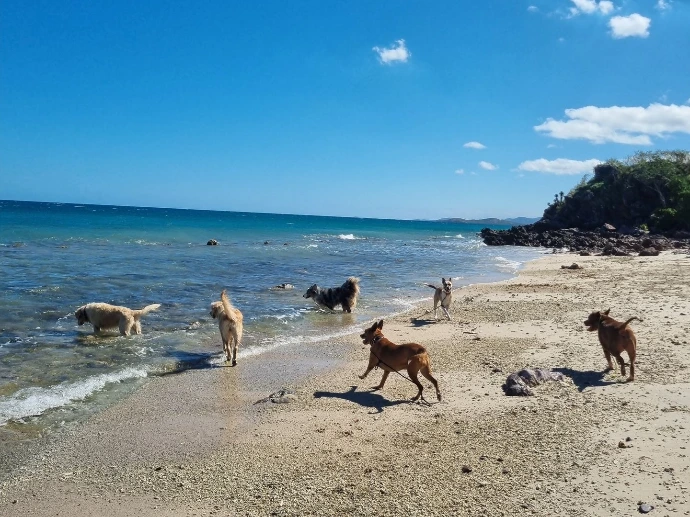 Chiens à la plage pour illustrer la page d inscription pour les professionnels du chien en Nouvelle-Calédonie