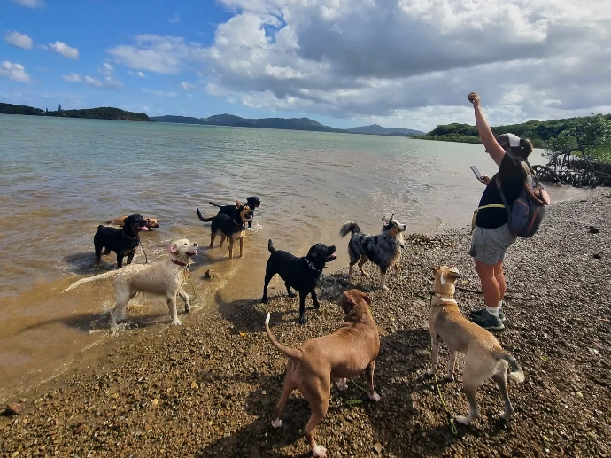 Une dizaine de chiens qui jouent à la balle avec Justine de l Annuaire Canin NC, pour illustrer notre histoire