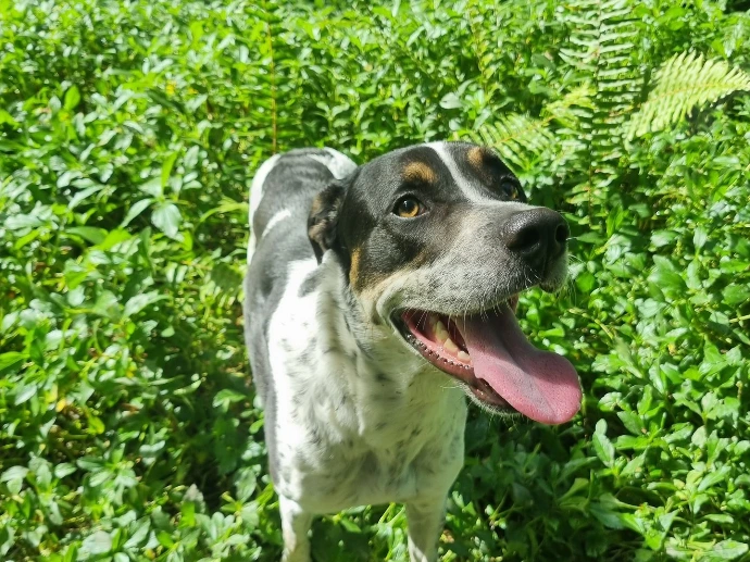 Chien dans la forêt qui tire la langue pour illustrer des articles sur les chiens en Nouvelle-Calédonie