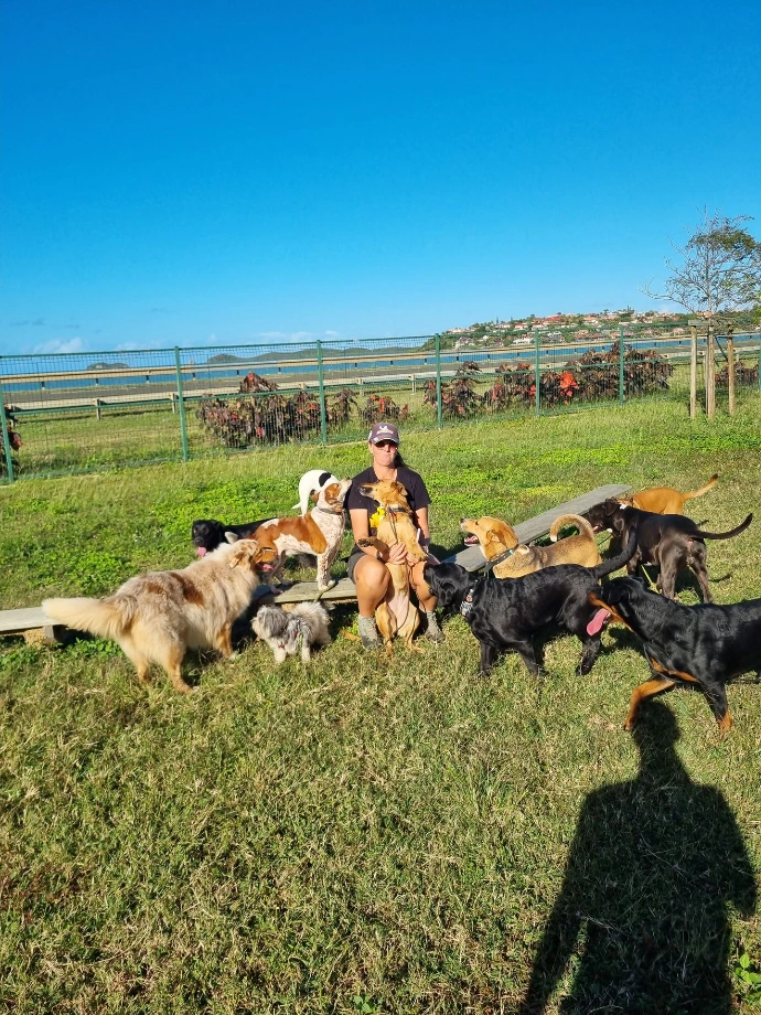 Douze chiens font un câlin à leur promeneur dans un parc canin, mise en relation de l Annuaire Canin NC