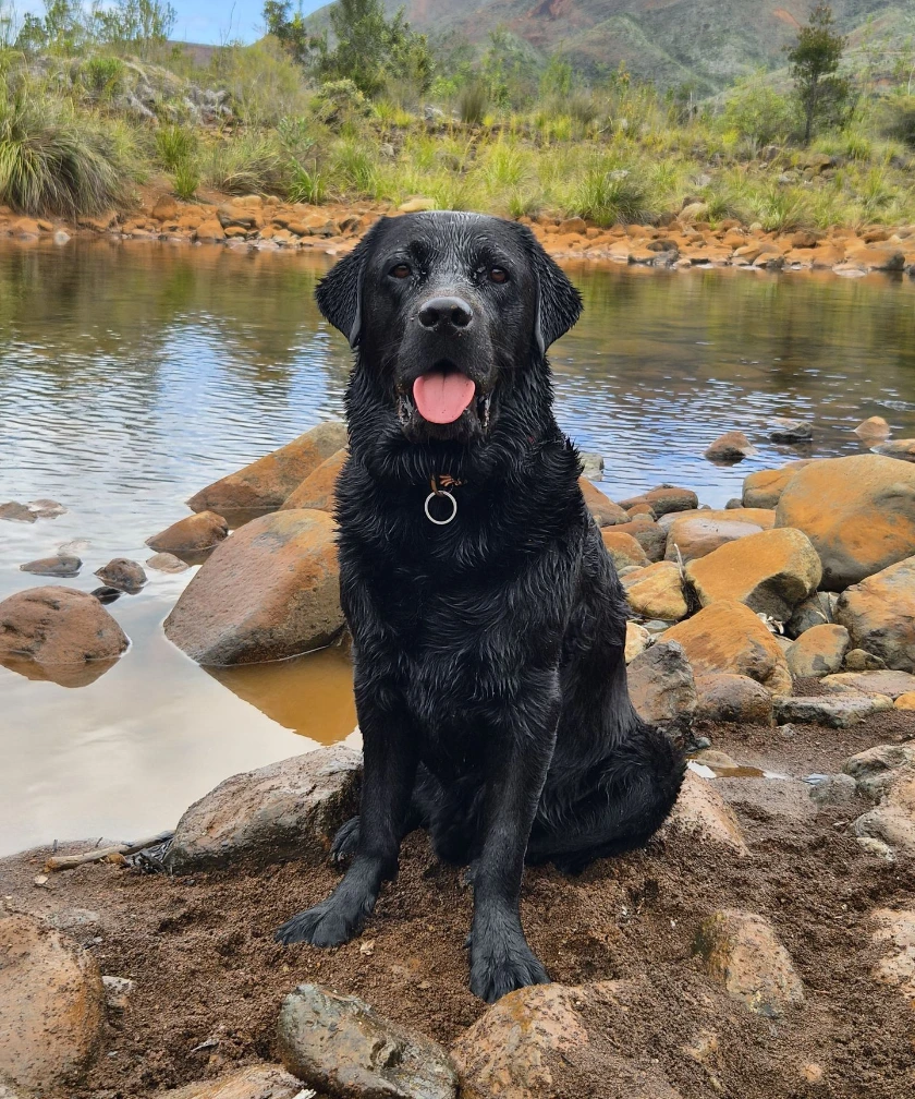 Labrador noir de face à la rivière pour illustrer les catégories de professionnels canin en Nouvelle-Calédonie