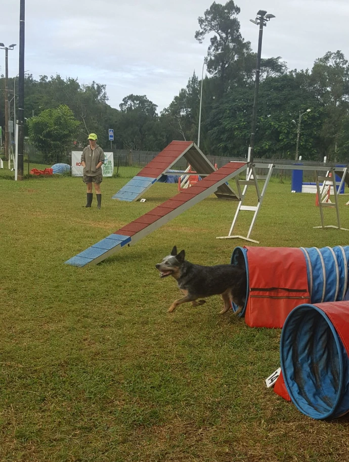 Parcours d agility au Club Canin de Dumbéa