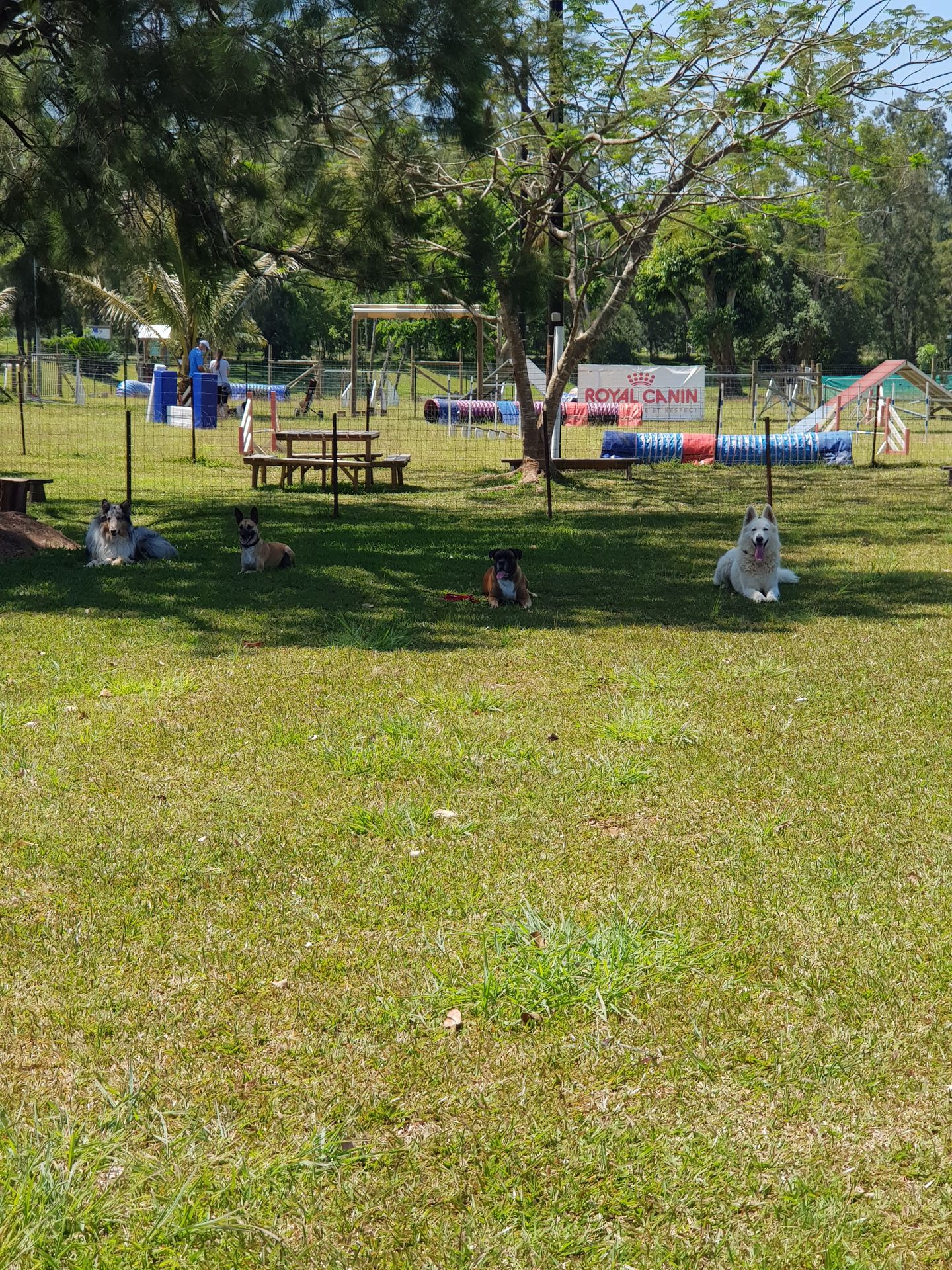 Cours de l école du chiot au Club Canin de Dumbéa